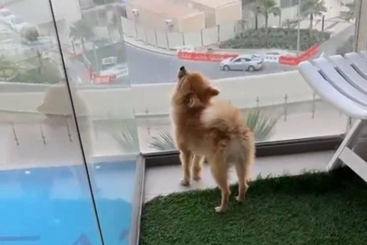 Дорожкина просит помощи с проблемным питомцем