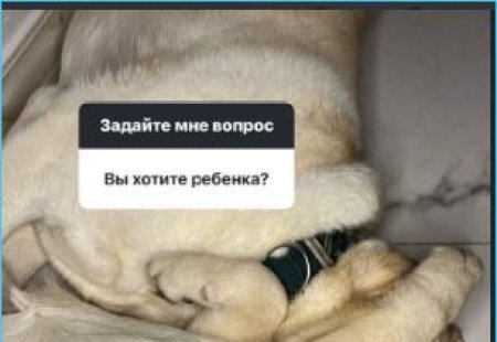 Пережив потерю лабрадора Рональда, Наталья Варвина нашла утешение в новом питомце — щенке Фиби, которая присоединилась к Шелдону. В своём блоге, помимо кулинарных рецептов, она часто делится моментами из жизни этой малышки и своей семьи.