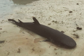 На Сейшелах не так уж и безопасно