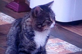 Настырный кот Барсук