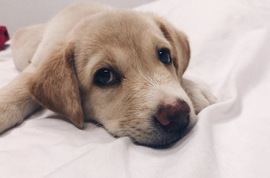 Новый житель Острова любви стал всеобщим любимчиком